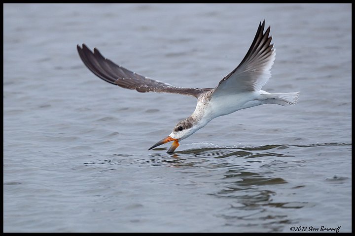 _2SB6429 immature black skimmer.jpg